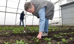 Volunteer tends to garden.