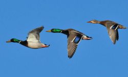 three Mallard ducks flying, clear blue sky