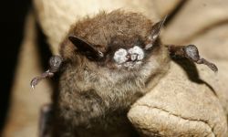 Bat with white nose