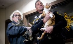 two people, including Genesee County Sheriff Christopher R. Swanson, holding cats