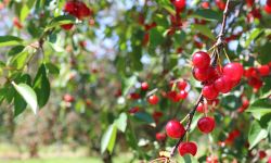 cherries 