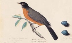 Drawing of a robin