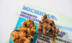 Michigan driver's license and cannabis marijuana bumps