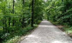 forested trail