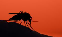 mosquito on the human skin at sunset