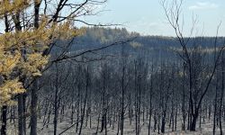 Scorched trees 