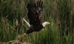 bald eagle flying 