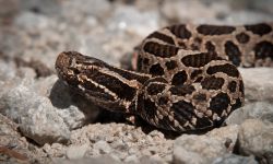Young juvenile eastern massasauga rattlesnake on macro portrait on gravel road