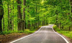  tree lined road 