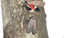 Two spotted lanternflies on the tree