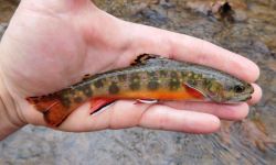 someone holding Brook trout