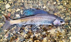 Arctic grayling