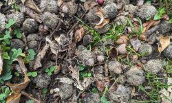 acorns on the ground