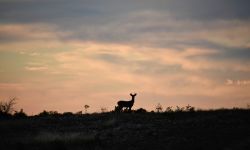 silhouette of a white tail deer