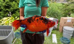 woman holding a giant orange fish