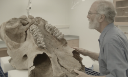 Dan Fisher looking at an ancient mammal