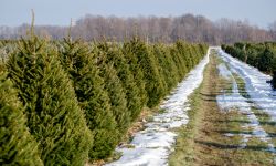 rows of Christmas tree