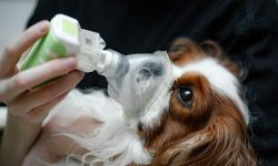 dog getting oxygen