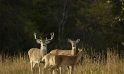 deer in the field