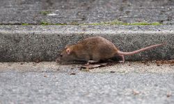 a brown rat (rattus norvegicus) runs in the gutter of a road
