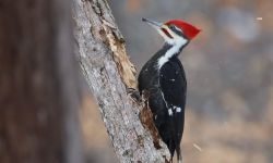 pileated woodpecker on the tree