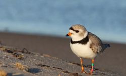 Piping plover by a lake