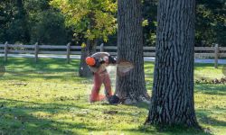 cut down tree