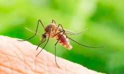 Close up a Mosquito sucking human blood,