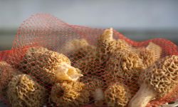 A bag of Morel mushrooms 