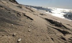 “Nurdles” scattered on the Lake Michigan shoreline 