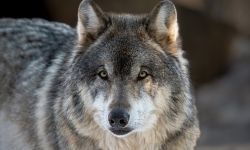 gray wolf