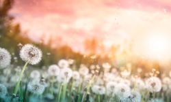 Dandelions With Flying Seeds In Field At Sunset