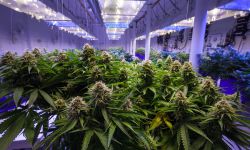 Commercial Marijuana Grow Operation; roq of cannabis plants