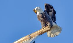 bald eagle perched on a building