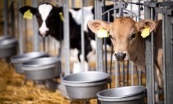 Cattle reproduction and calves being kept inside the box separately at dairy farm.