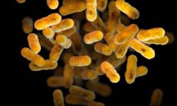 This illustration depicted a three-dimensional (3D), computer-generated image, of a group of aerobic, Gram-negative, Bordetella pertussis bacteria. The artistic recreation was based upon scanning electron microscopic (SEM) imagery.