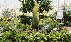 Corpse flower in a greenhouse