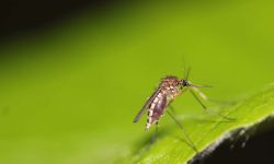 Mosquito on a leaf