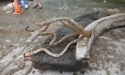 corroded lead water pipe