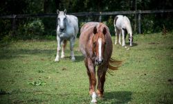 Three horses in a field