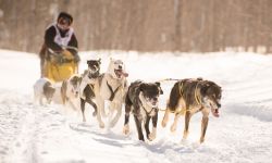 Someone dog racing in the snow. 