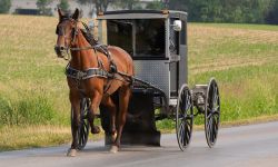 A horse and buggy
