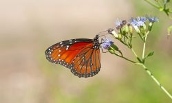 Orange and black butterfly on a flower. 