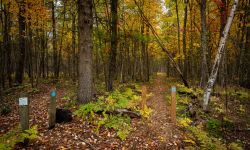An old-growth forest in Michigan