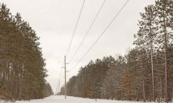 Powerlines run between two stands of tall pine trees