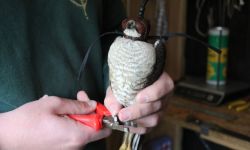 A man holds a hawk with a leather hood over its head as he attaches a metal band to the hawk's ankle