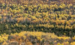 Fall foliage in rows of trees in Mohawk, Michigan. 