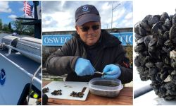 A three photo collage. Two people on a NOAA boat. One person looking at mussel. A close-up of a mussel.