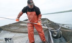Joel Petersen carries a net of whitefish. He is wearing orange overalls.