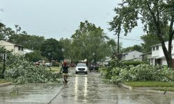 Down trees on the road. 
